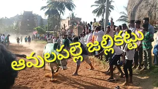 #Avulapalle #jallikattu #peddaupparapalli  Avulapalle jallikattu🐂🐂🐂🐂🐂🐂