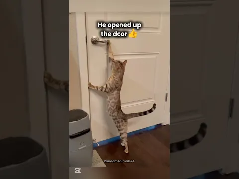 "Homer let the Barts out" by cats (part 3)😂🔥🫰😌 #cat #brainrot #song