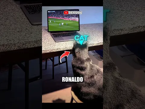 Kucing ini berlatih bermain sepak bola karena Ronaldo 😂‼️