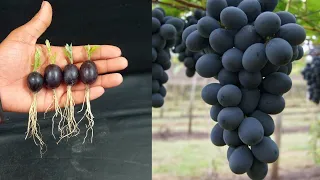 simple method to propagate geape tree with water 100 % success