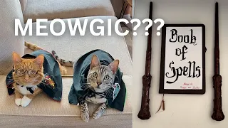 My Cats Became Wizards Because They Did Something Wrong!!