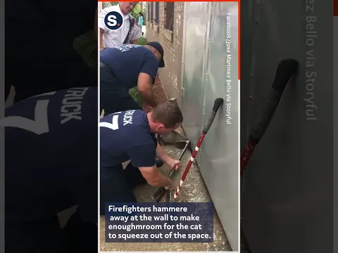 Chicago Firefighters Rescue Stuck Cat