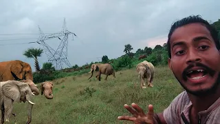 real elephant in my village #elephant #youtube #popular