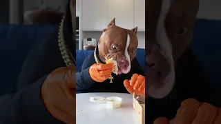 Smart dog eating chicken wings