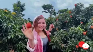 Haikou Volcano King Lychee Orchard