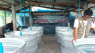 เทคนิคการสร้างบ่อเลี้ยงปลาด้วยแผ่นเมทัลชีทมีข้อดีข้อเสียยังไงดูจบลงมือทำได้เลยครับ #บ่อเลี้ยงปลา