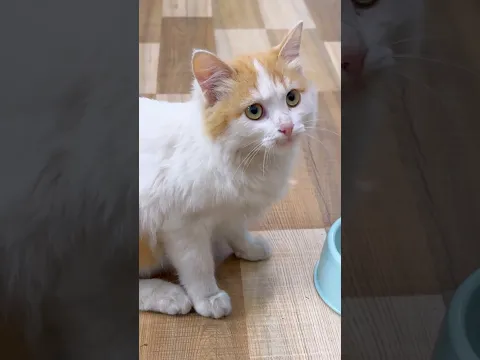 Troll Cat 🐈🤣🤣🤣 (Part 1 ) #cats #animals #catvideos #kitten #cutecat #foryou #viral #shortvideo