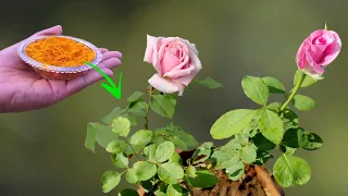 TOP 5 POWERFUL ROSE GARDENING TIPS | Best Home Remedies for Rose Plant