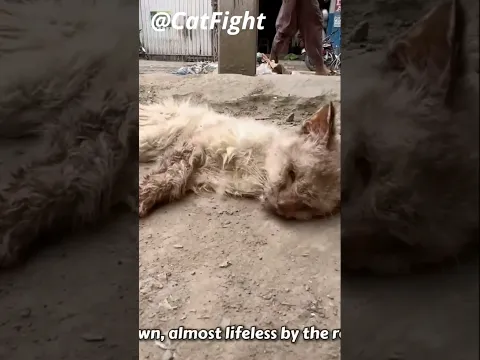 This Cat Almost Died On The Side Of The Road! 🥺 Luckily They Saw The Poor Kitten And Saved It!