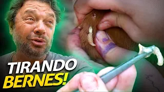 AS MINI-VACAS ESTÃO COM BERNE E CARRAPATOS? | A CASA DOS BICHOS