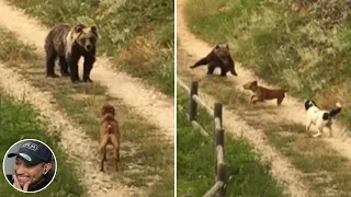 These dogs challenged this bear 😱