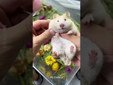 Hamster 🐹 Hid Her Baby in Her Cheek 😱 True Story!