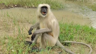 Monkey Ji ka vlog 