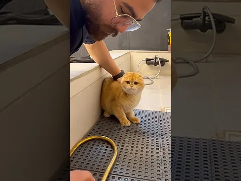 At first, she ran away, then we talked it out, and she finally agreed to take a bath😂🧼🐱 #cat #pet