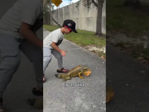 Penangkap Iguana Ini Bikin Semua Kagum 🦎
