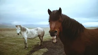 Horse Riser Amazing Music Hits #woman #soprano #music #spanish #españa #mexico