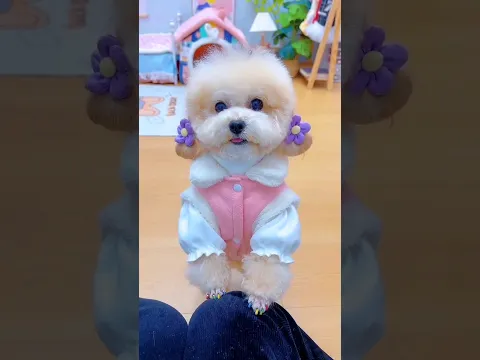 Mỗi ngày một bộ đồ. #shortsshorts #viral #cutedog #poodle #funydog1010 #dogs #funydogs #usa #dog