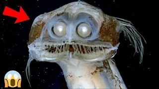 10 Ikan Paling Gak Masuk Akal yang Benar-Benar Ada di Dunia‼️😨