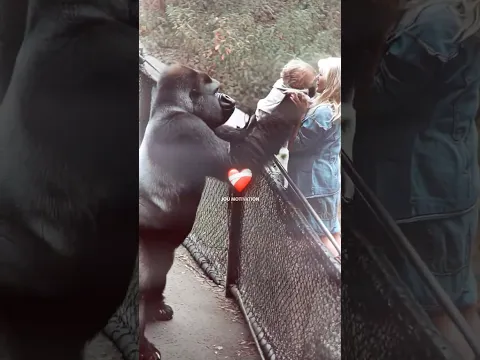 She Ended Up in the Gorilla’s Cage… But He Did This 🥹