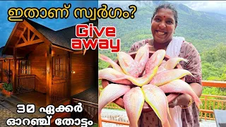 🔥ആഴക്കടൽ കിളി മീൻ ആയിട്ട്  ഓറഞ്ച് തോട്ടത്തിൽ 🍊 Munnar Vlog