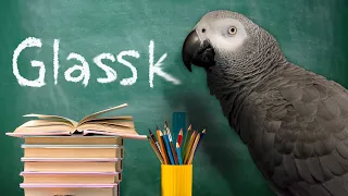 The Second Animal to EVER Ask a Question