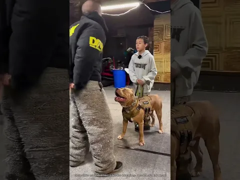 Un Chien Militaire Montre Ses Compétences 🤯 (expliqué)