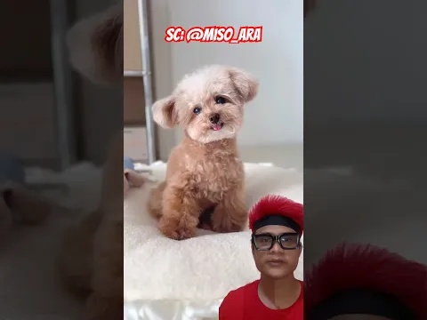 Si puppy 🐶 penasaran sama vacuum cleaner canggih ‼️