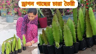 ড্রাগন গাছের চারা তৈরী# Dragon Tree#Sharmi sarkar vlogs
