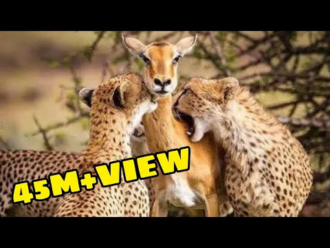 हिरण का ये कारनामा देखकर आप रो पड़ोगे | UNIQUE VIDEOS FACT | #shorts #short