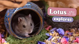 Tiny Hamster Exploring His New Home 🐹🏠