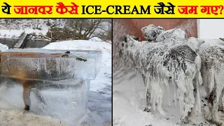 जानवर जो ICE-CREAM जैसे जम गए _Animals that were frozen alive
