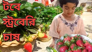 টবে স্ট্রবেরি চাষ ৷ ছাদবাগানে স্টবেরি চাষে প্রচুর ফলন |strawberry harvesting