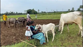 ❤️ Indian beautiful village life 💕💓