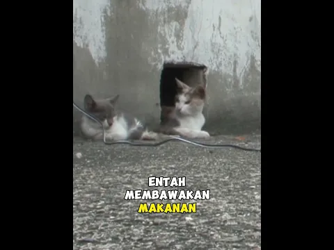 Menolong Anak Kucing Cacat Yang Tinggal Di Kolong Atap Rumah  #kucing #kucingoren #kucingkampung