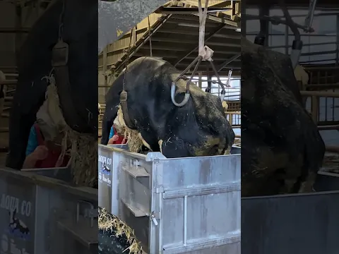 transportation of the cow and treatment with hot water