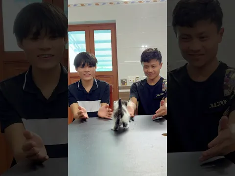 Cat chooses left or right 🐈🐈🐈#cats #kitten #animals #catvideos #cutecat
