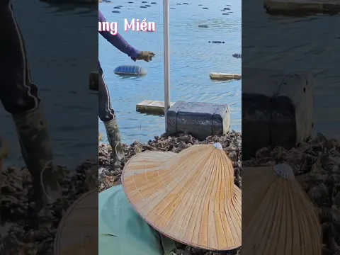 Những hiểu nhầm về hàu sữa tự nhiên và hàu sữa nuôi #fishing #hàu #thuvuivungmien