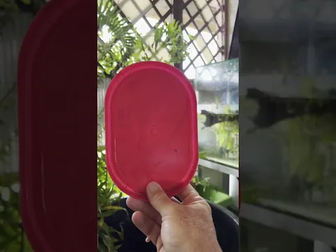 Fabrication d’un bassin à vifs,pour pas cher mais efficace 🪣🎣🪱🐟