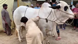 Bull Qurbani Video Eid 2nd day Eid ul adha 2021 BULL VIDEO  EID UL AZHA 2021 Bakra eid 2021