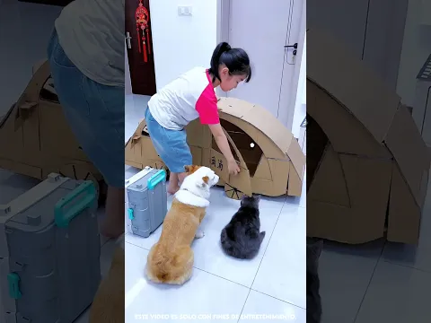 He traído un coche para pasear a mi perrito. 🚗🐶✨#shorts #ytshorts #trending #shortsfeed #viral