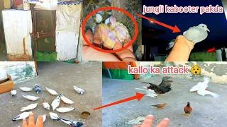 आज जंगली कबूतर का बच्चा पकड़ लिया 😄🕊️ || @pigeonsworldstatus4413