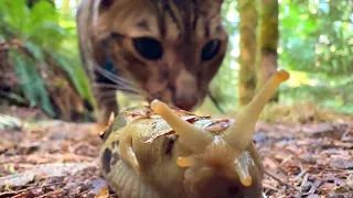 Otherworldly Forest Walk with my cat
