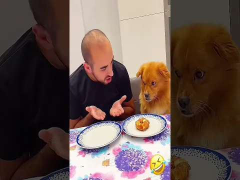 Dinner dates with my favorite pup! 🐾🍽️  #pet #funny #dog #foryou #asmr #shorts #shortsvideo