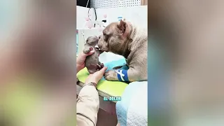 El golden retriever robó el pastel del perro blanco#funnyshorts #pets #love #cute 