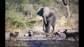الفيل الغاضب الذي خافت منه الكلاب البريه https://youtu.be/b1Zfccgx3_U