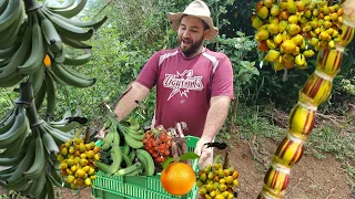 Un día de COSECHA en la FINCA: Recogiendo frutas y verduras ORGÁNICAS 🍊🍋