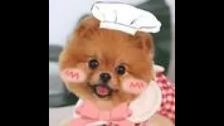 Coco_cutiechef Complications | Life hacks you need!  #cute #lifehacks #dogs #dogchef #cook #tiktok