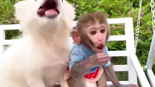 🐒🐱🐶🦆 When Monkey, Cat, Dog & Duck Become Best Friends! 😂❤️