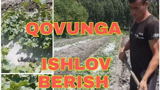 #QOVUNGA # ISHLOV# BERISH #JARAYONI #QOVUNNI  UG'T SOLISH  #tarvuz #dehqonchilik #bodiring