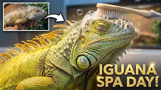 Iguana Bath Day | Buddy Gets Pampered